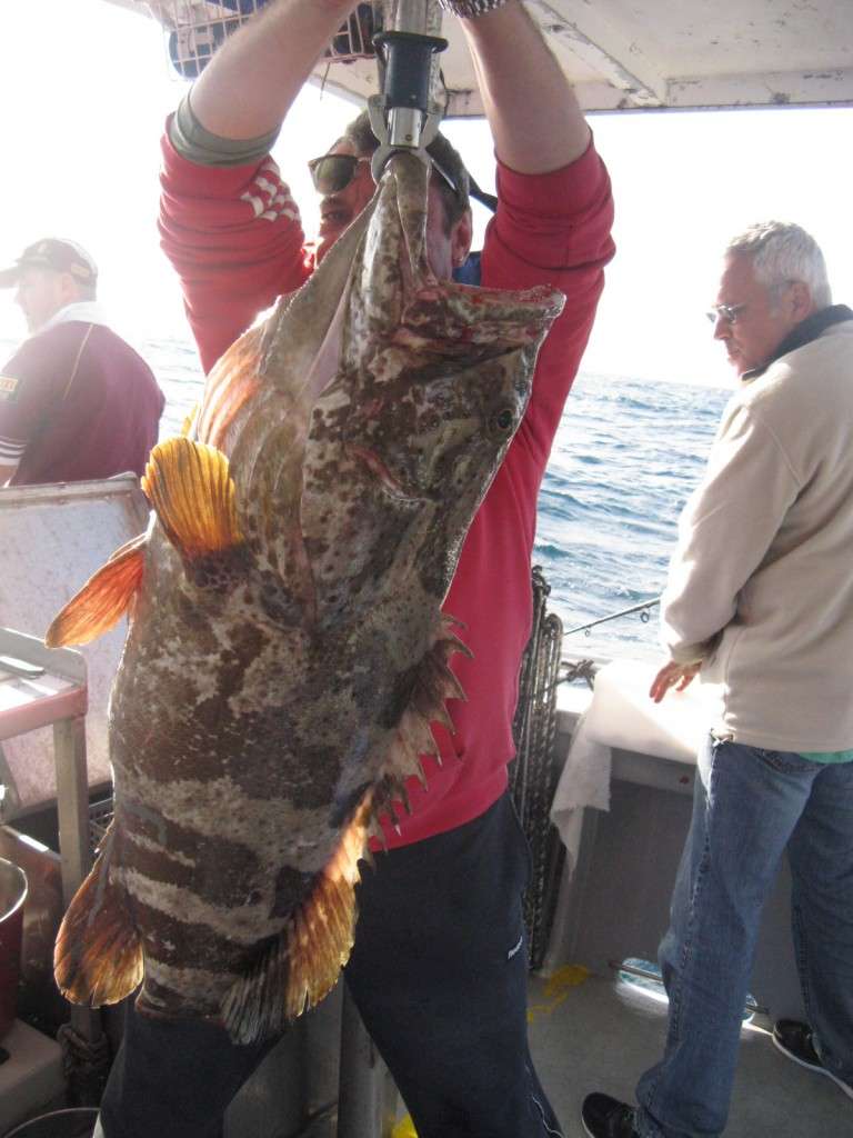 14.5kg gold spot estuary cod caught on the caloundra 12nm