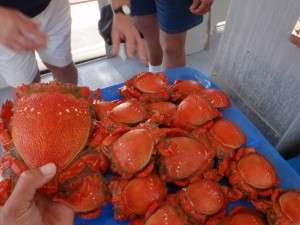 Sunshine Coast crabbing charter