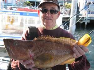 3kg maori cod barwon banks