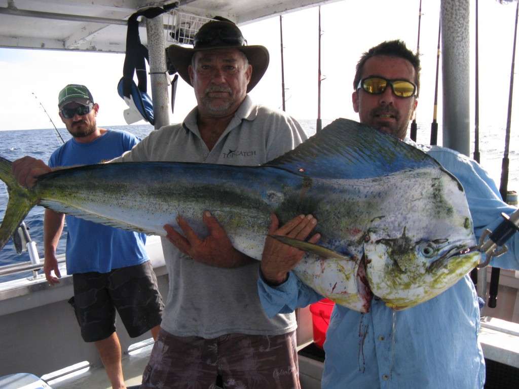 massive mahi mahi 5.12.14