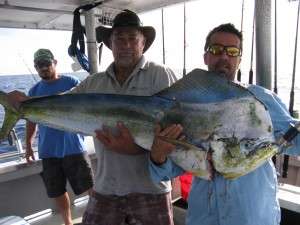 massive mahi mahi