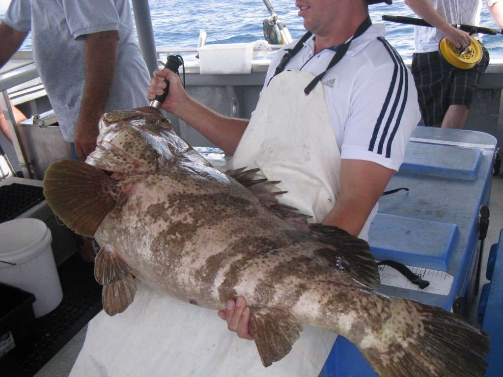 big cod Jan 2015