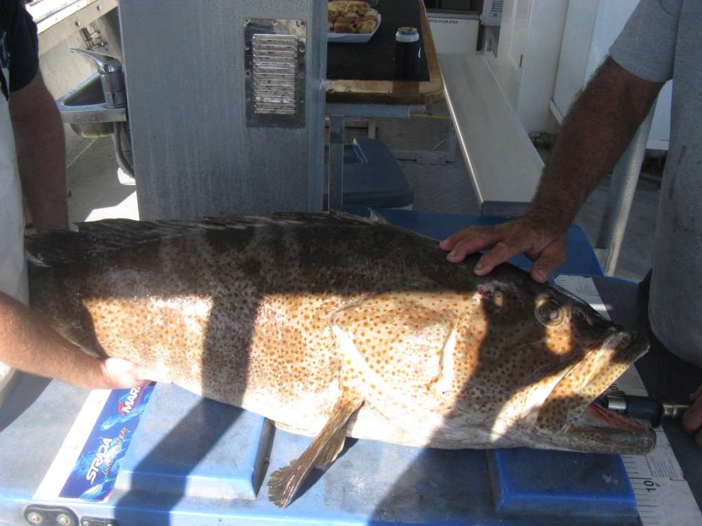 cod over 30kg