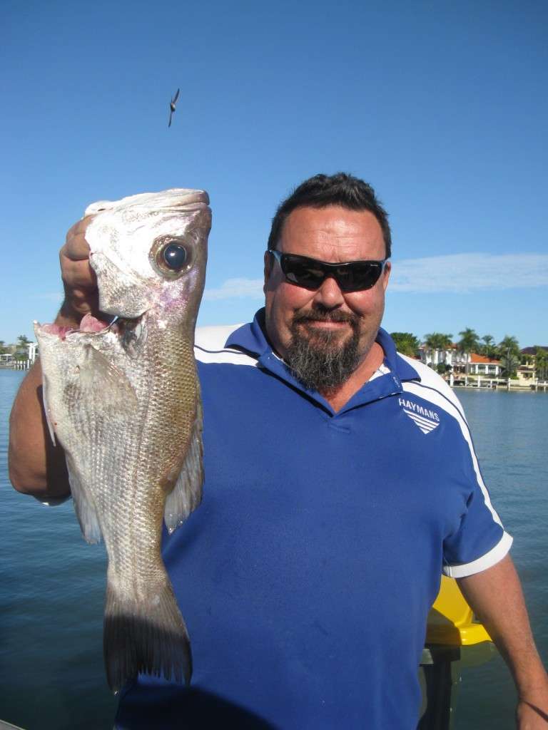 lots ofpearl perch to 60cm banks and caloundra wide