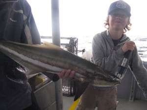 cobia 6kg from murphies