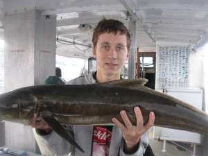 cobia 9kg murphys