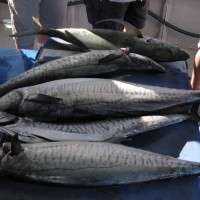 spanish and trevally barwon