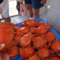 Sunshine Coast crabbing charter