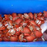 spanner crabs from crabbing charter